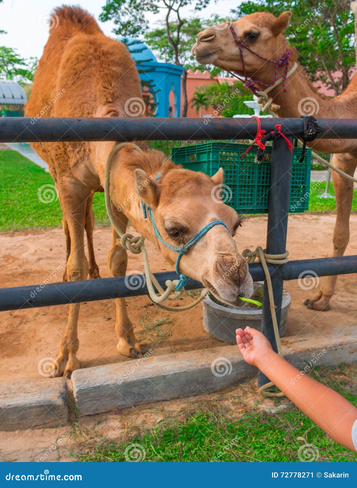 Feeding Camel in Farm, Thailand Stock Image - Image of feed, mammal