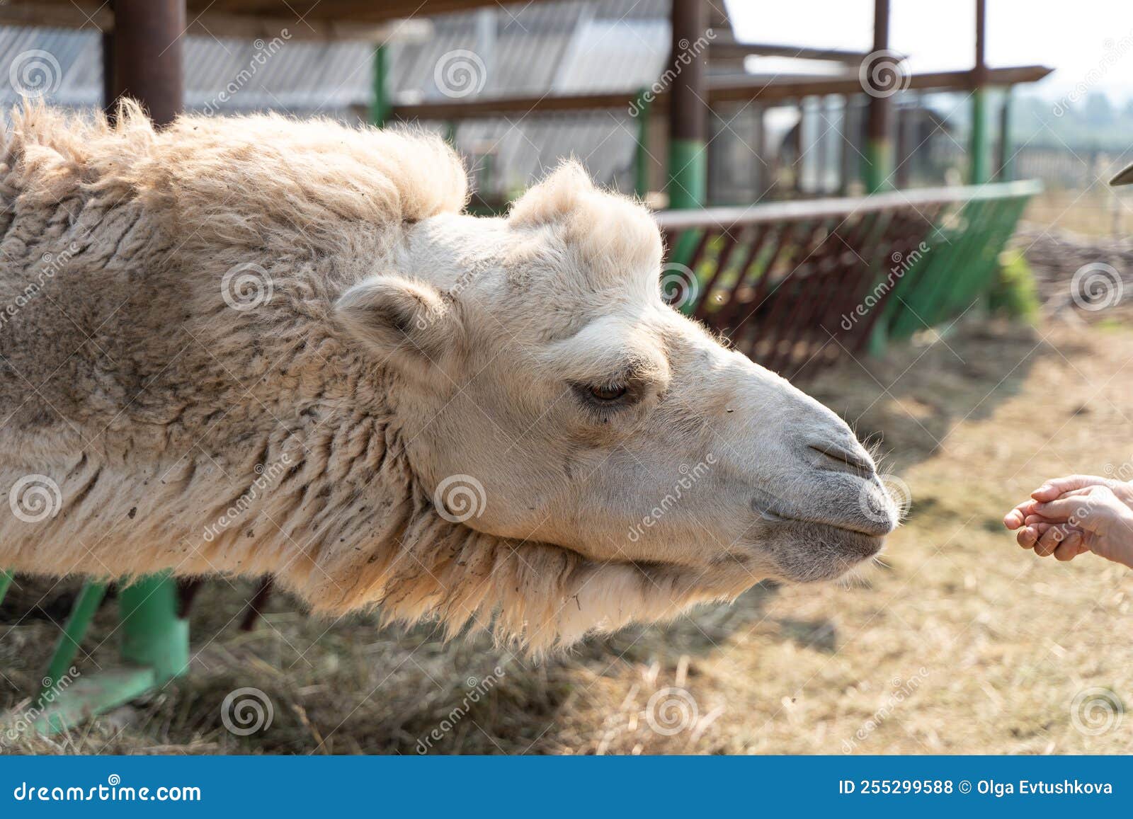 Feeding a Camel with Hand Feed on a Farm, a Close-up Portrait of a