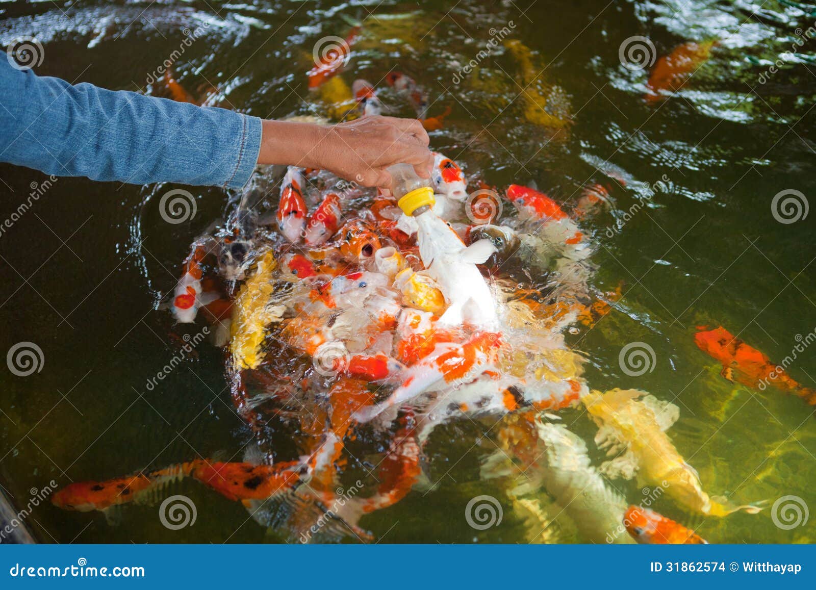 Feeding Carp fish stock photo. Image of nature, carp 31862574