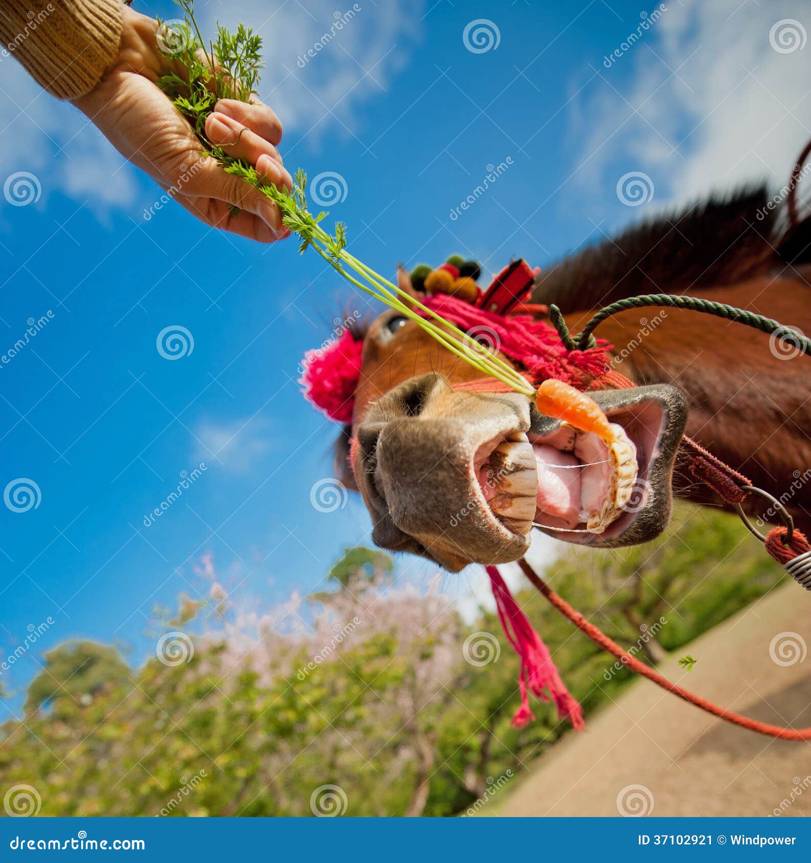 Feeding carrot to horse stock image. Image of head, eating 37102921