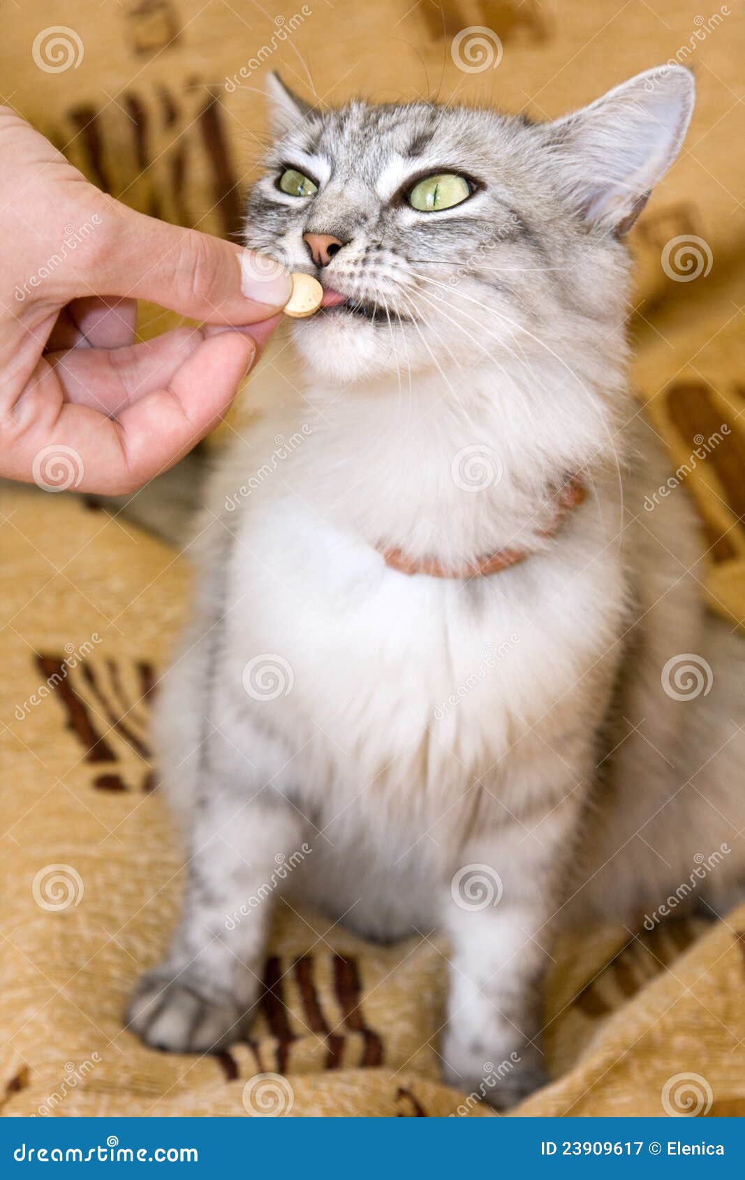 Feeding the cat vitamins stock image. Image of hand, collar 23909617