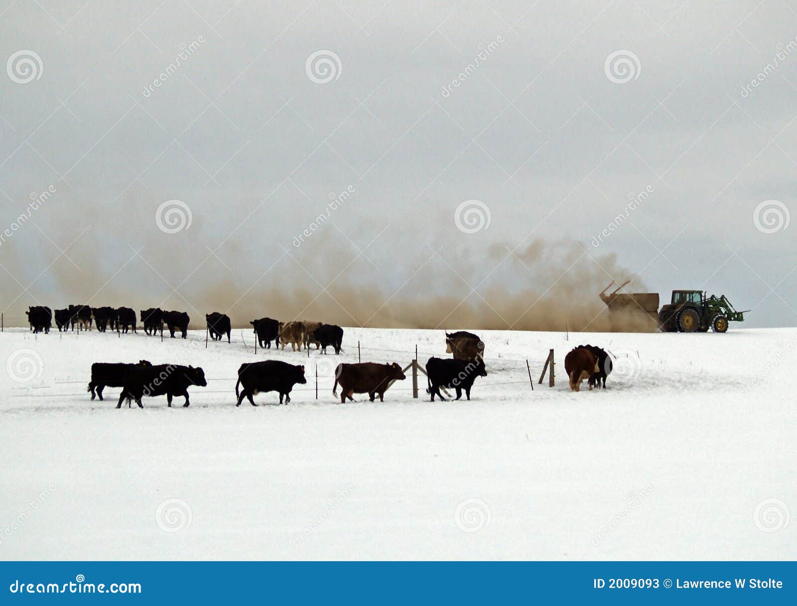 feeding the cattle