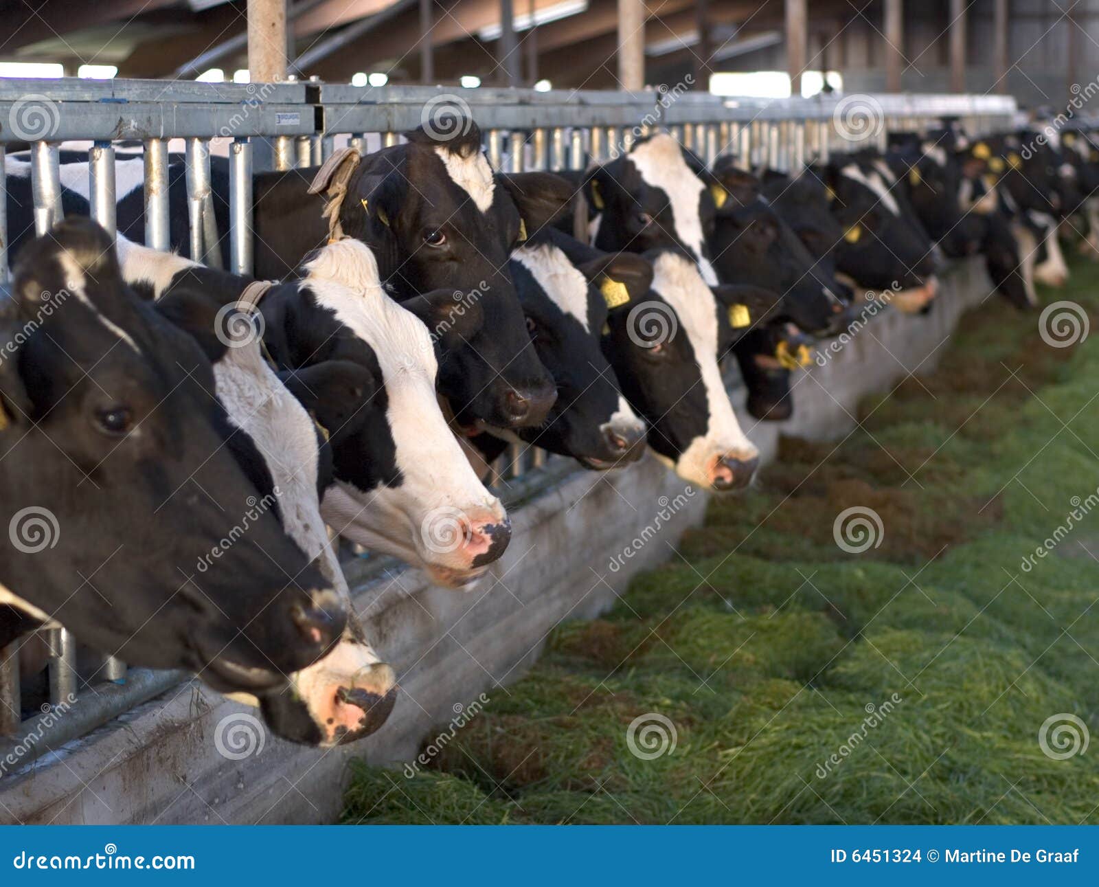 feeding cows in stable