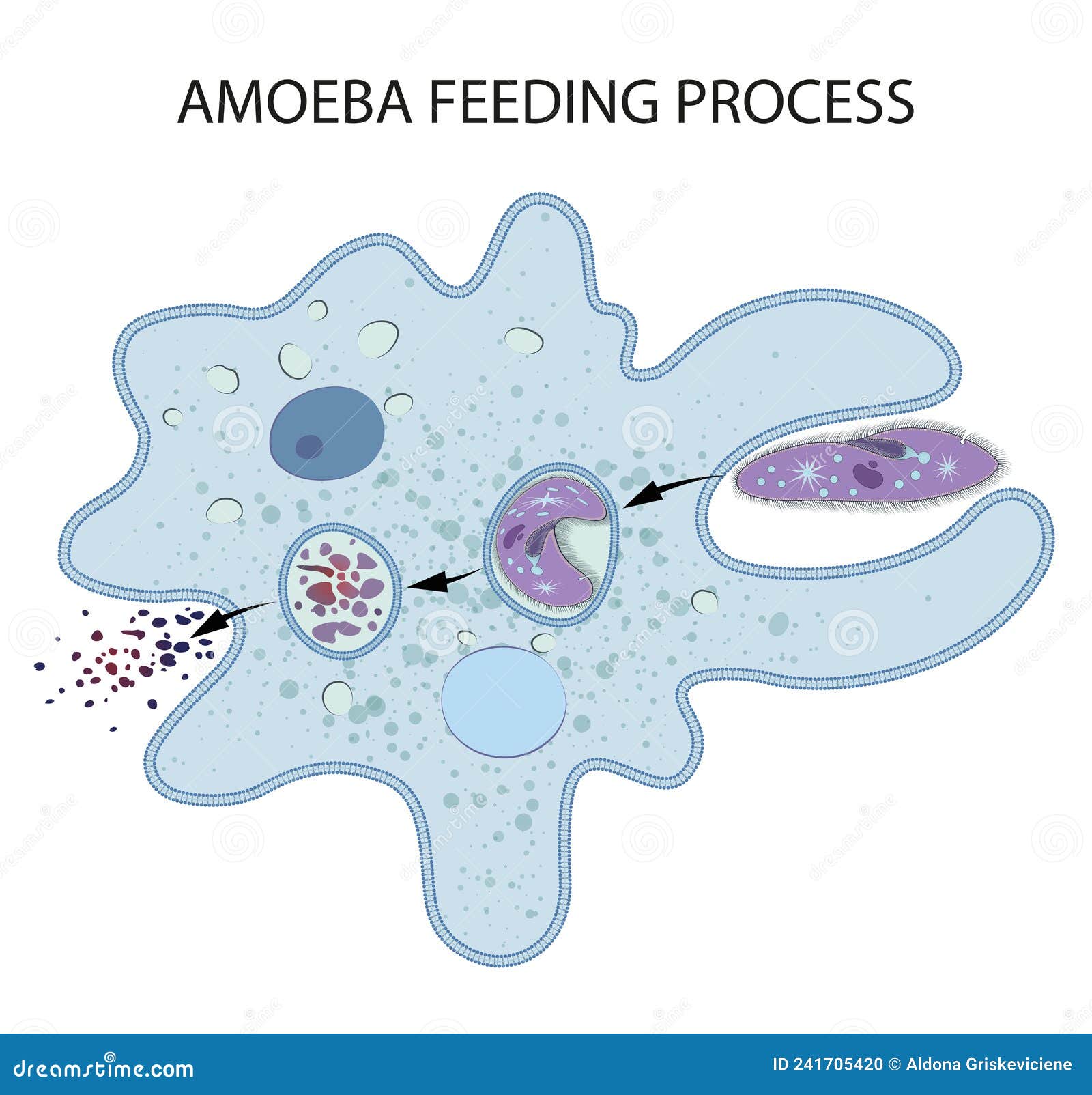 feeding and digestion in amoeba