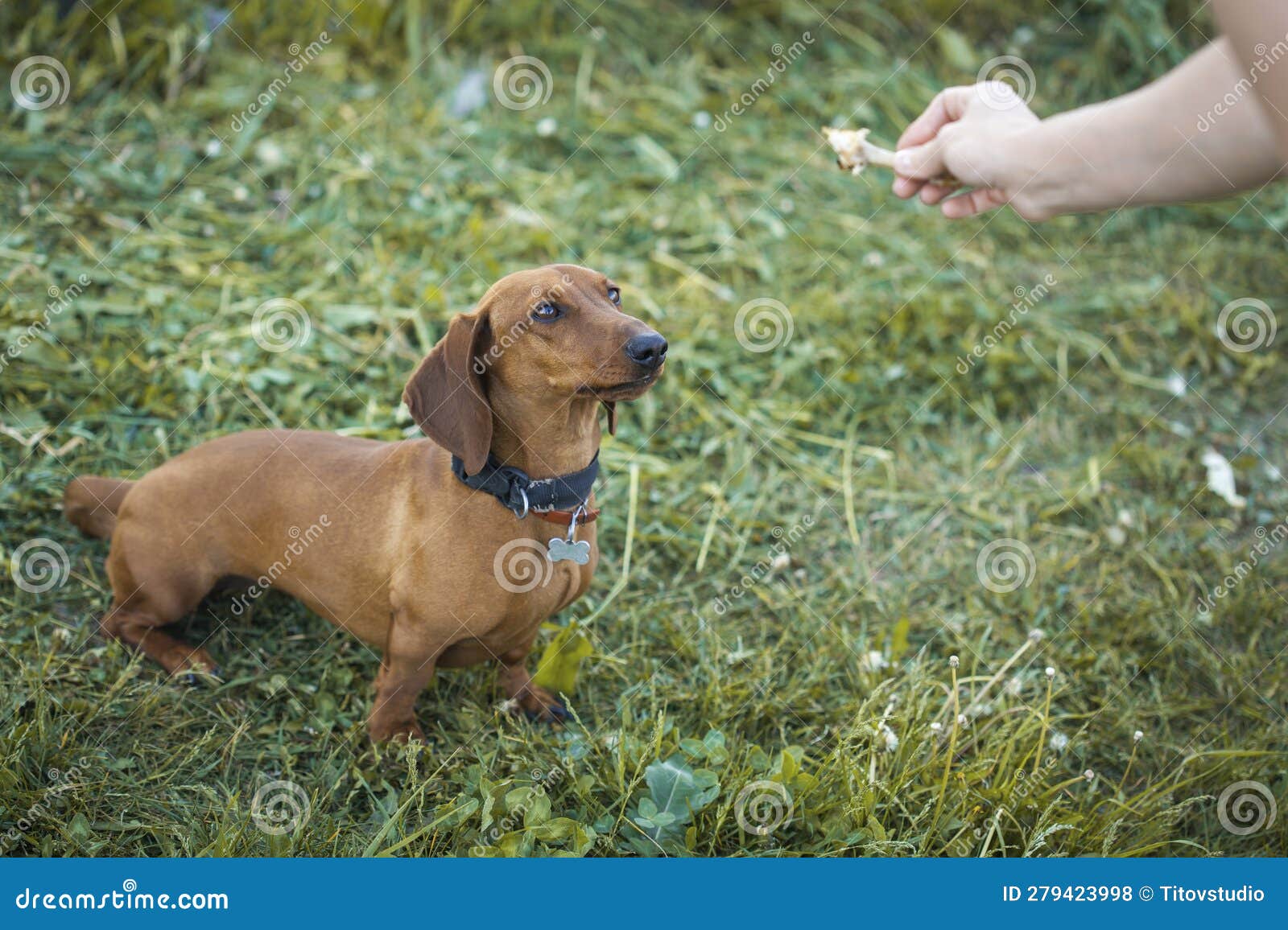 Feeding Dog Owners Hand Feeding Dog Stock Photo Image of park