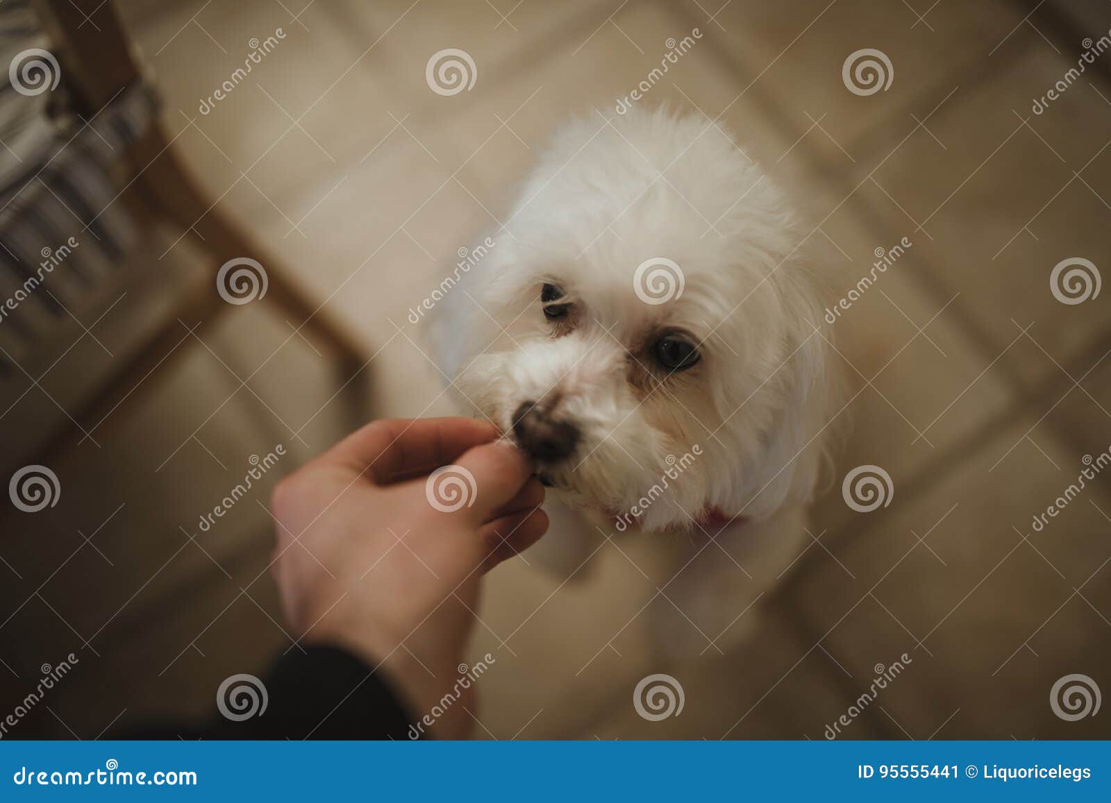 feeding dog a treat
