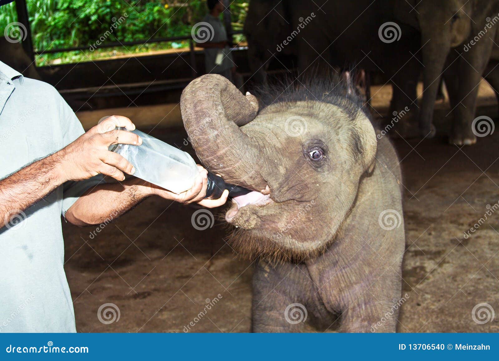 feeding elefant baby with milk