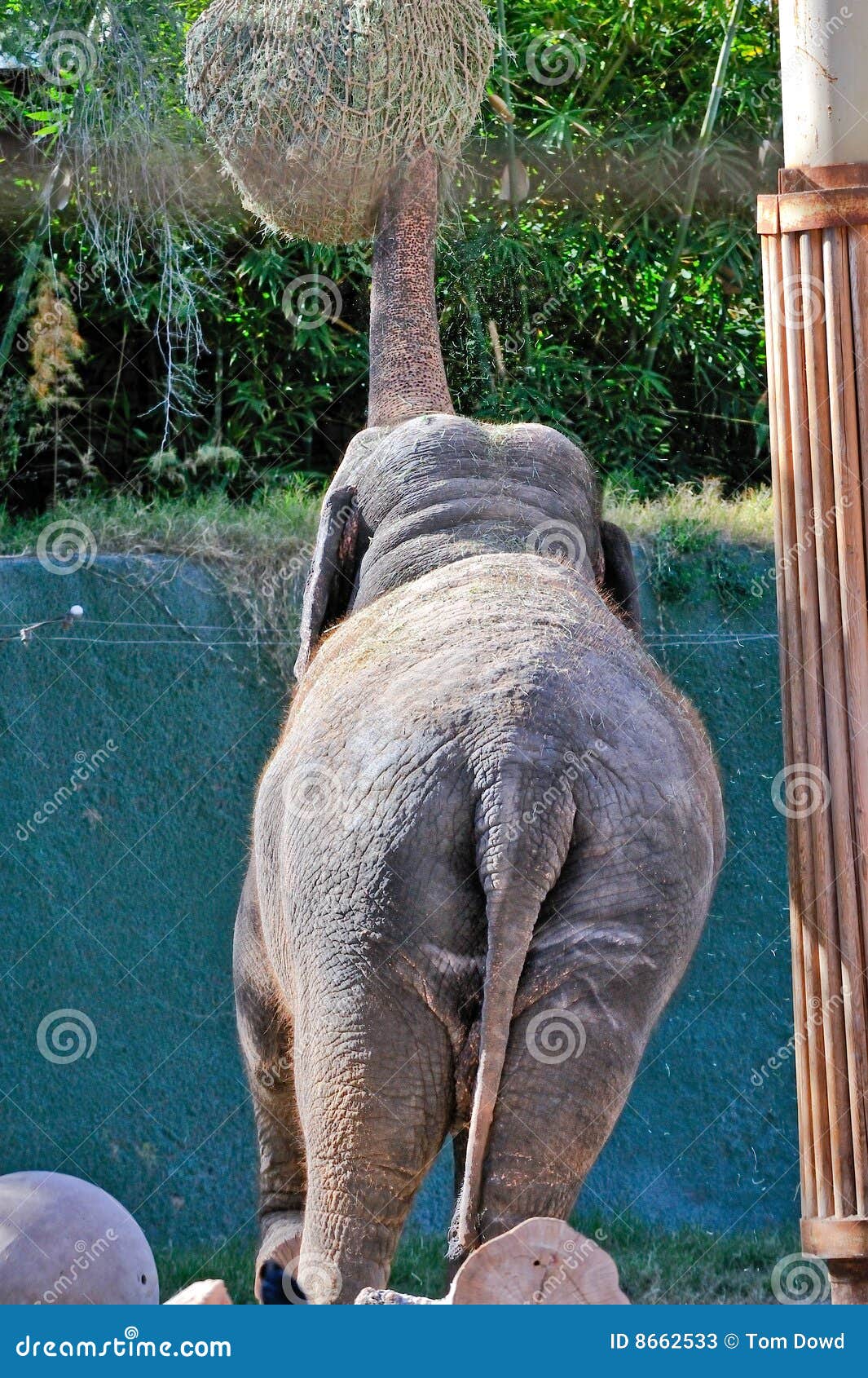 Feeding Elephant in Captivity Stock Image Image of proboscidea, view