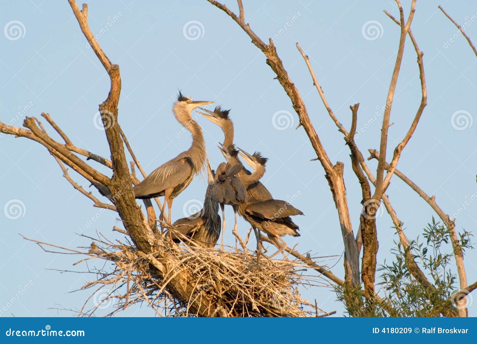 Feeding frenzy stock image. Image of feathers, great, animal 4180209