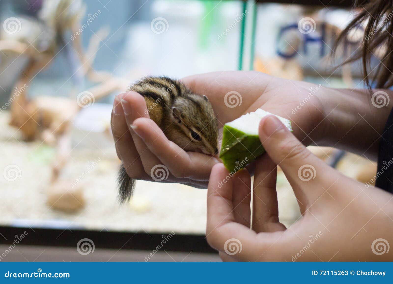 Feeding fruit to chipmunk stock image. Image of closeup 72115263