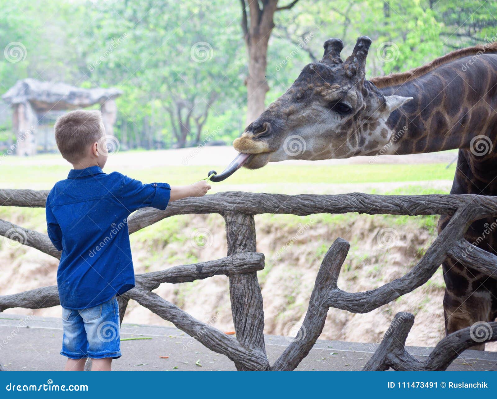 Feeding giraffe in zoo stock image. Image of africa 111473491