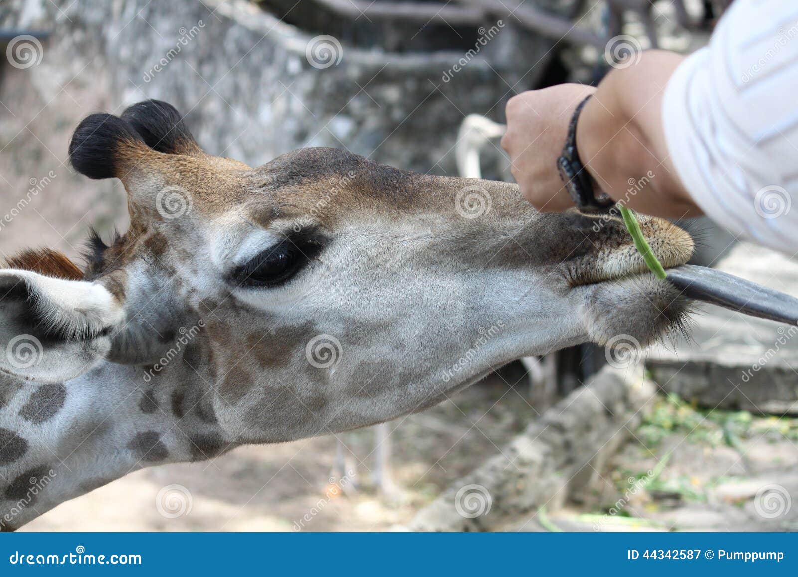 Feeding Giraffes stock image. Image of nostril, dromedary - 44342587
