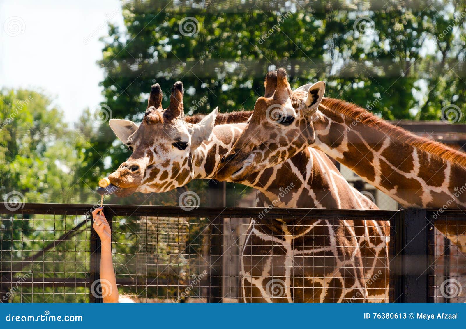 Feeding Giraffes in the Zoo. Stock Image - Image of face, high: 76380613