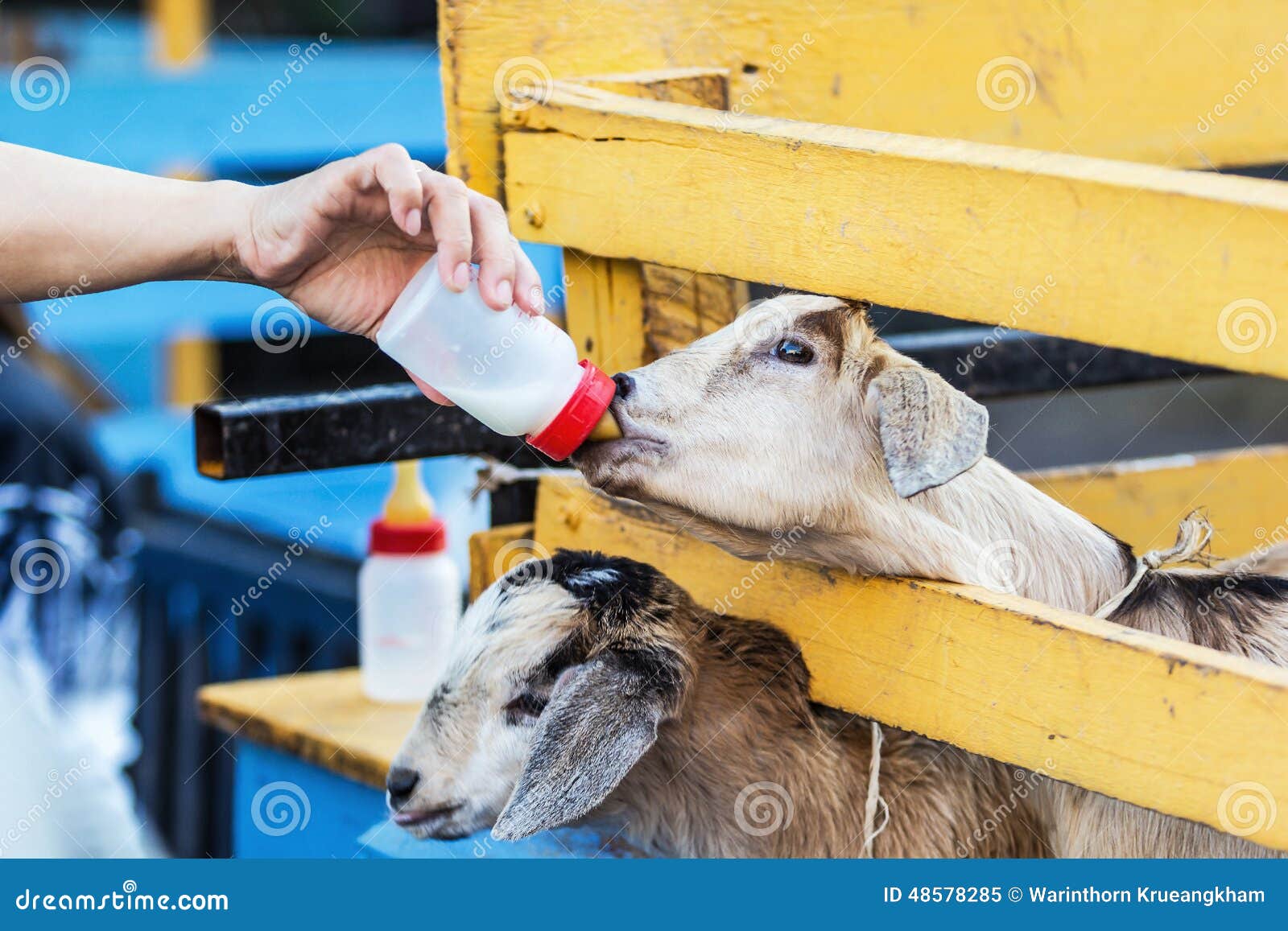 Feeding Goat with a Bottle of Milk Stock Image Image of hungry