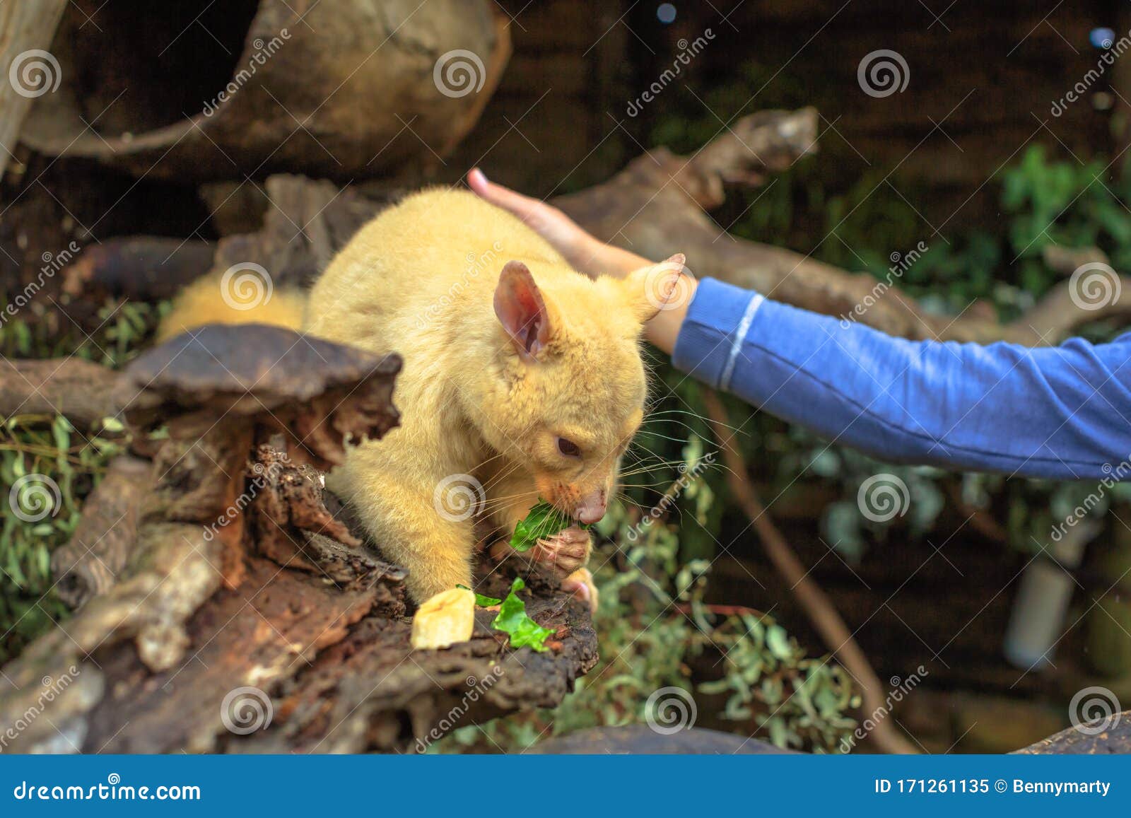 Feeding Golden Brushtail Possum Stock Image Image Of Nocturnal Genetic