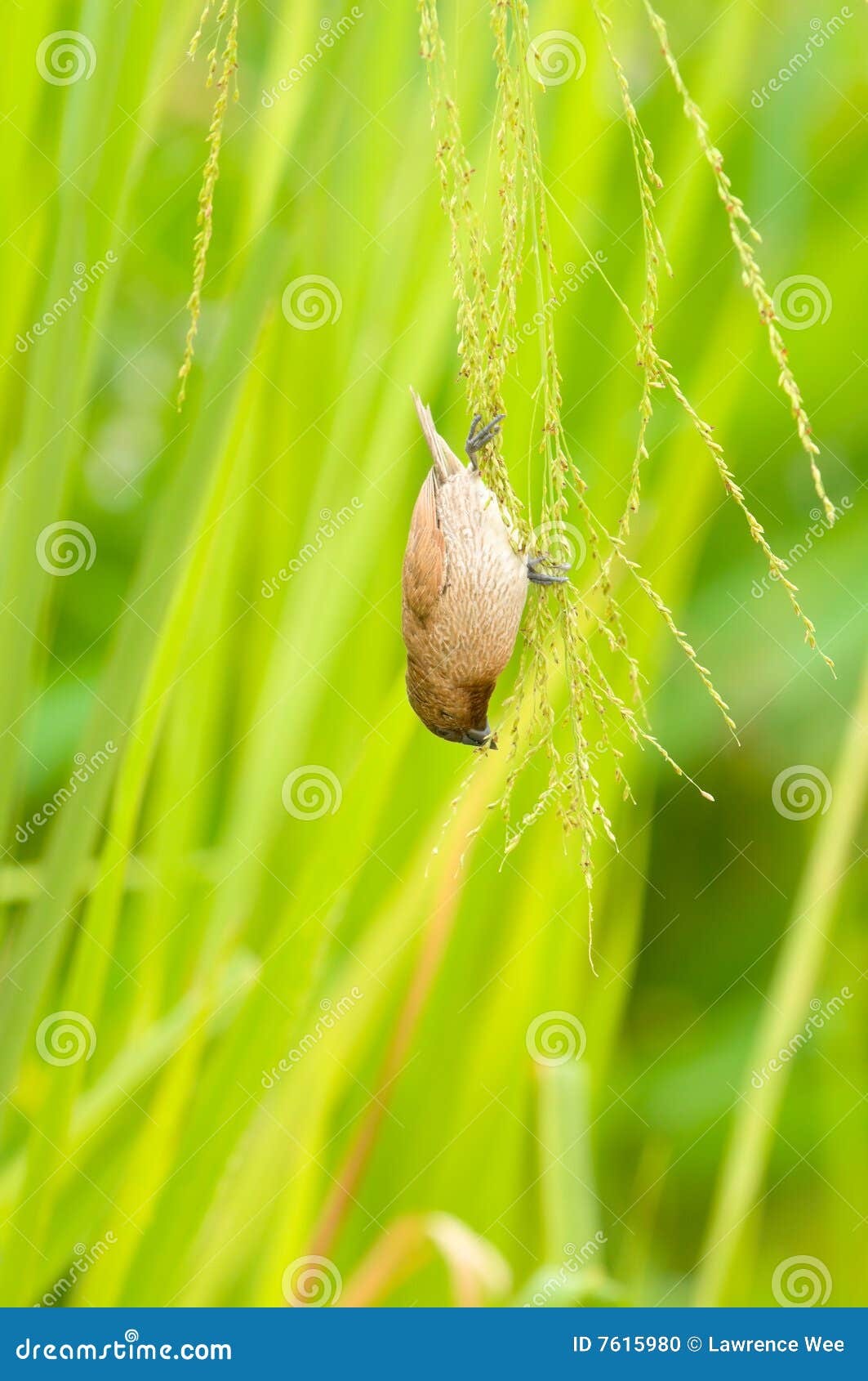 Feeding on Grass Seeds stock photo. Image of leaves, feed 7615980