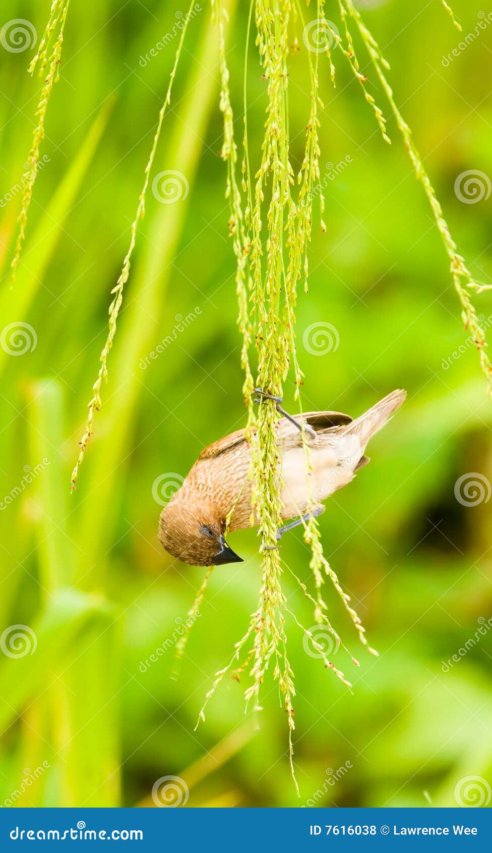 Feeding on Grass Seeds stock photo. Image of blades, feathers - 7616038