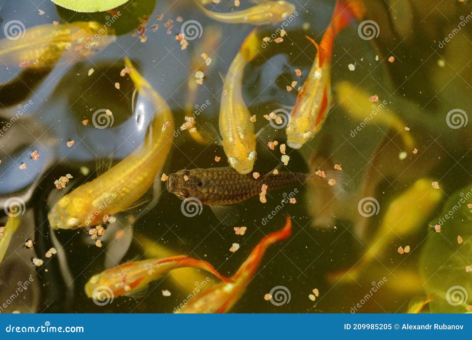 Feeding Guppy Fish...a Flock of Fish. Stock Image Image of pond