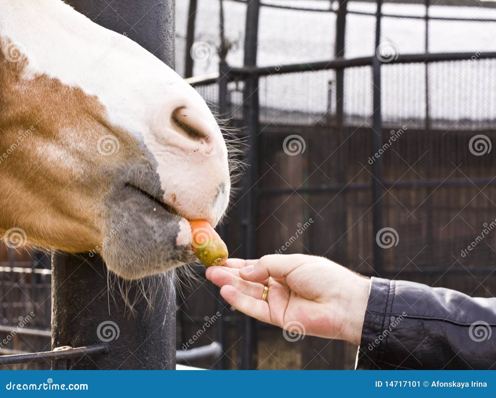 Feeding horse stock image. Image of mammal, feeding, horse 14717101