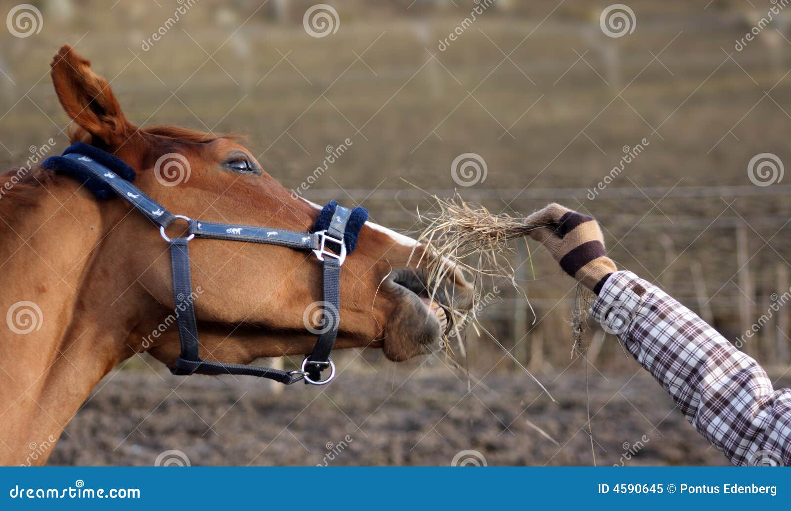 Feeding horse stock image. Image of pasture, companion 4590645