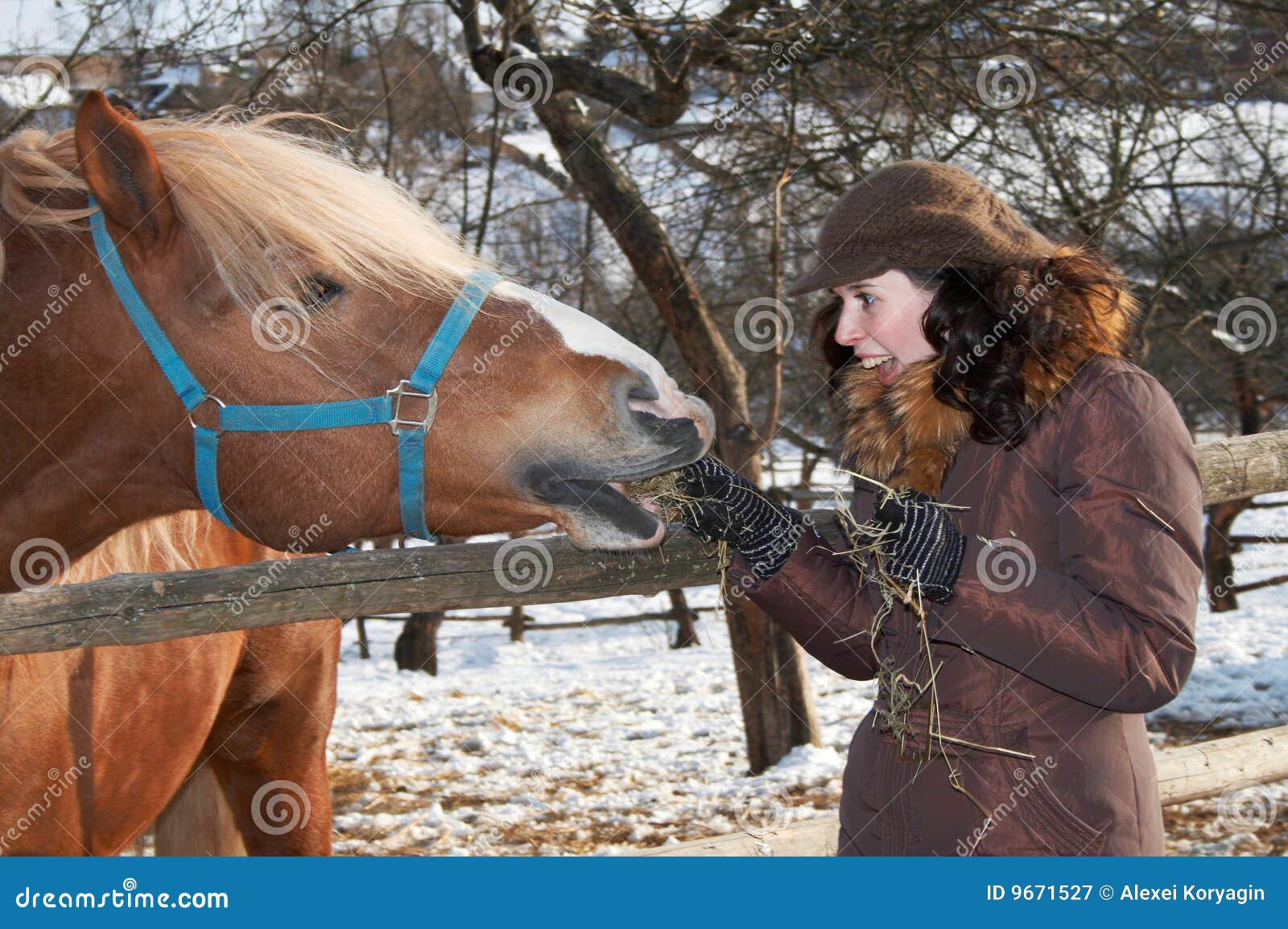 Feeding the horse stock image. Image of field, people 9671527