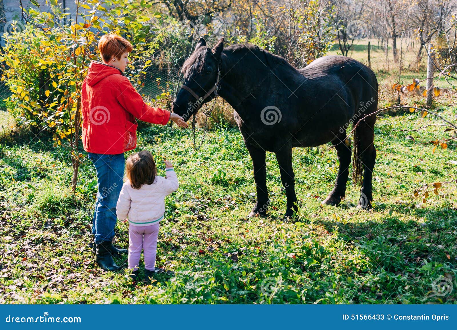 Feeding a horse stock image. Image of love, study, life 51566433