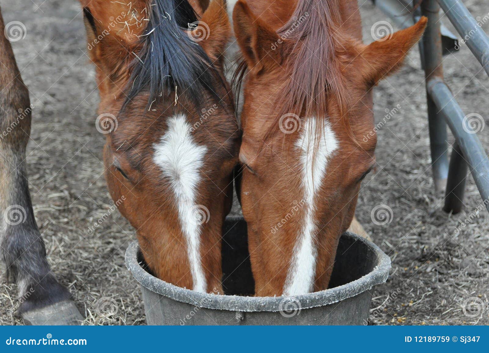 feeding horses