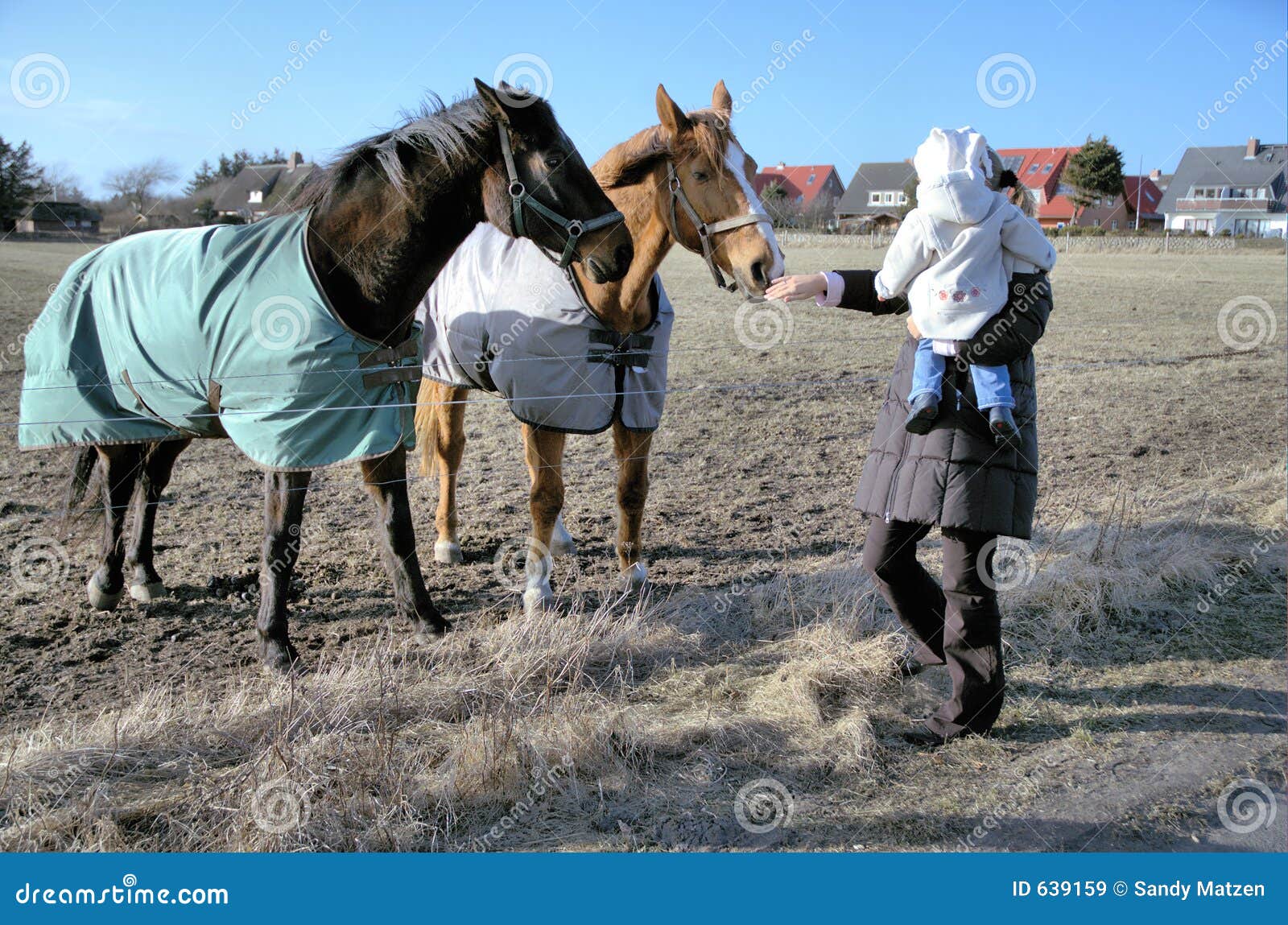 Feeding the horses stock image. Image of together, animals 639159