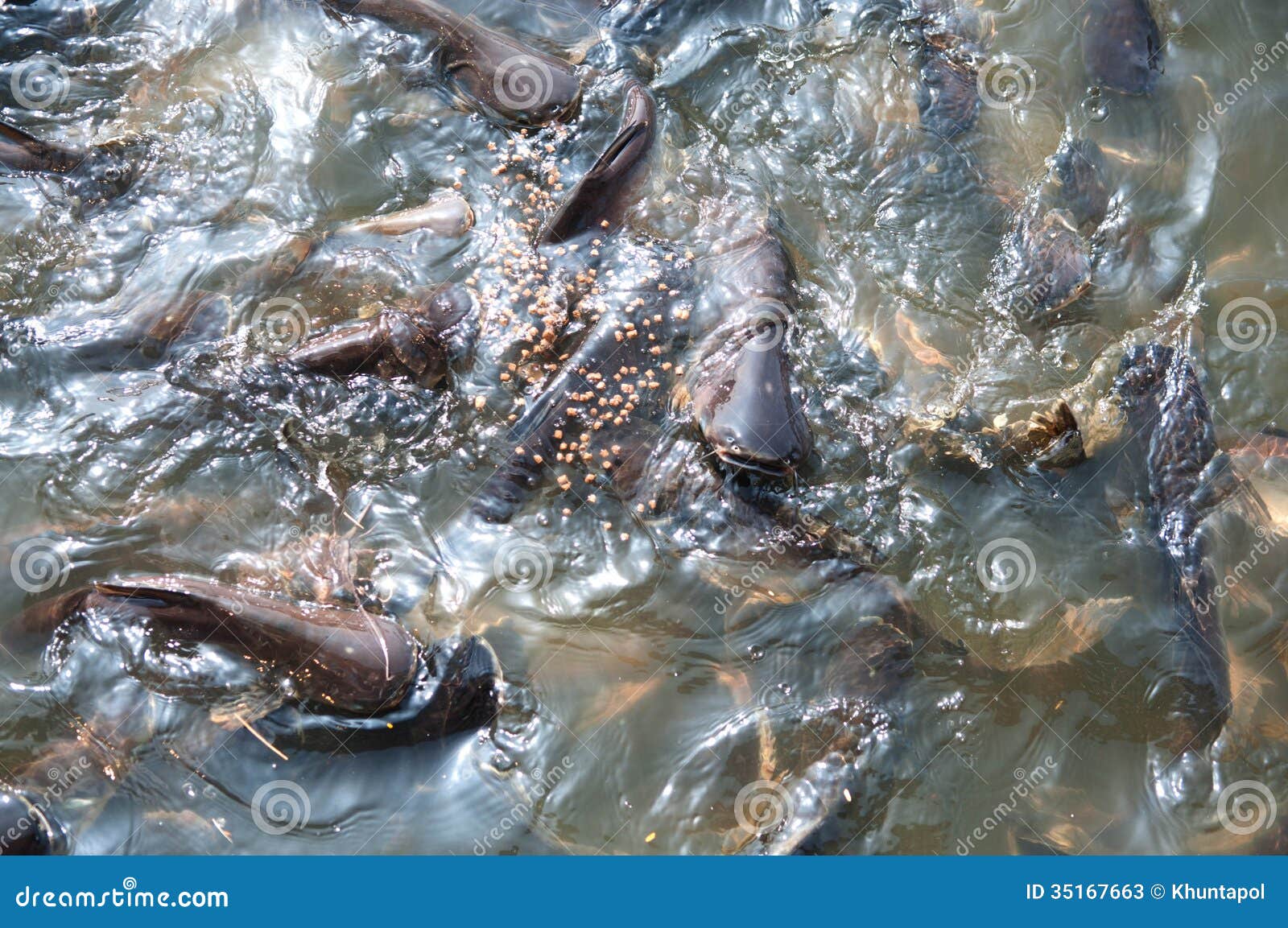 Feeding Iridescent Shark Fish Stock Image Image of farm, aquarium