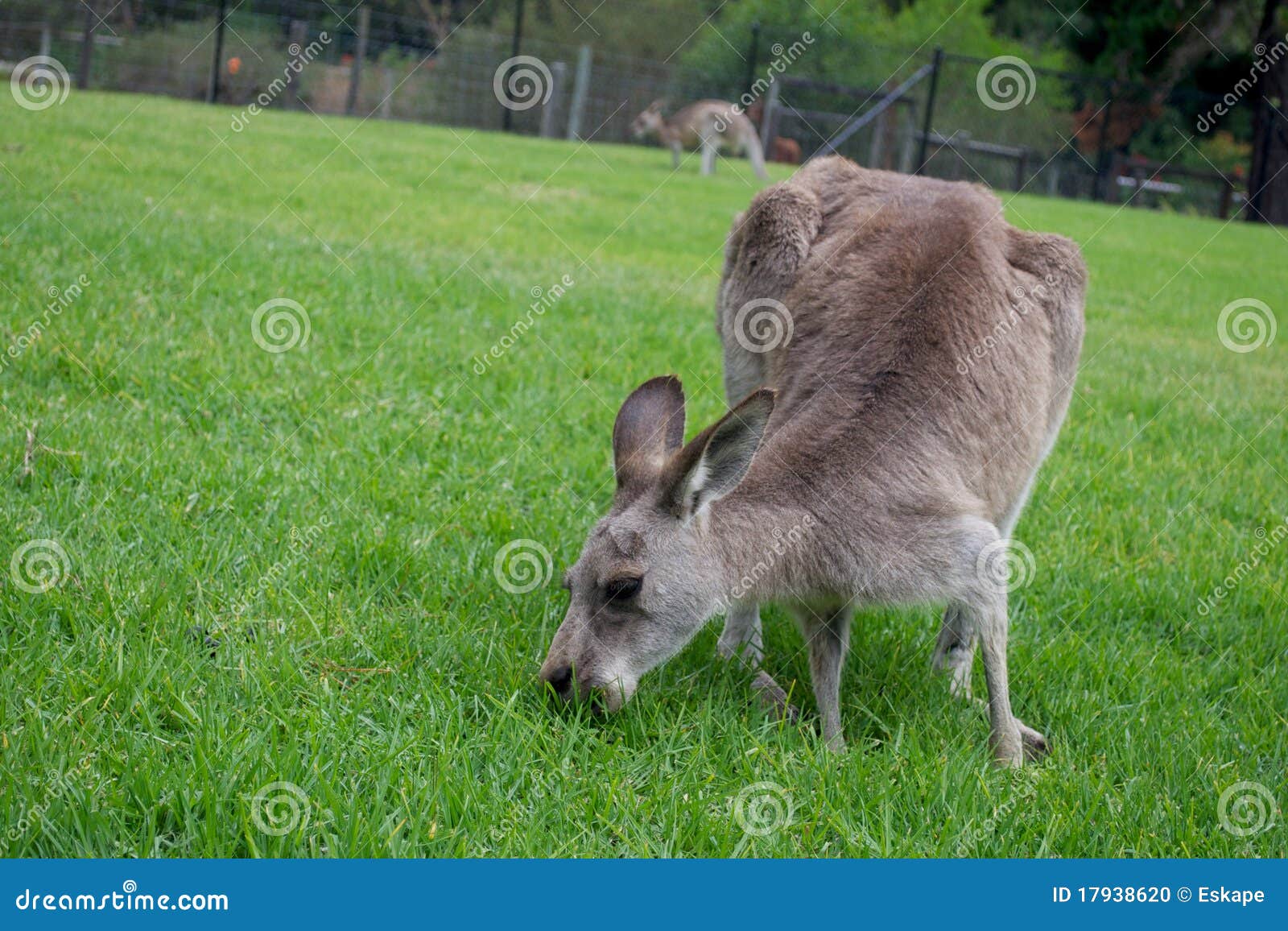 Feeding kangaroo stock photo. Image of wildlife, brown 17938620