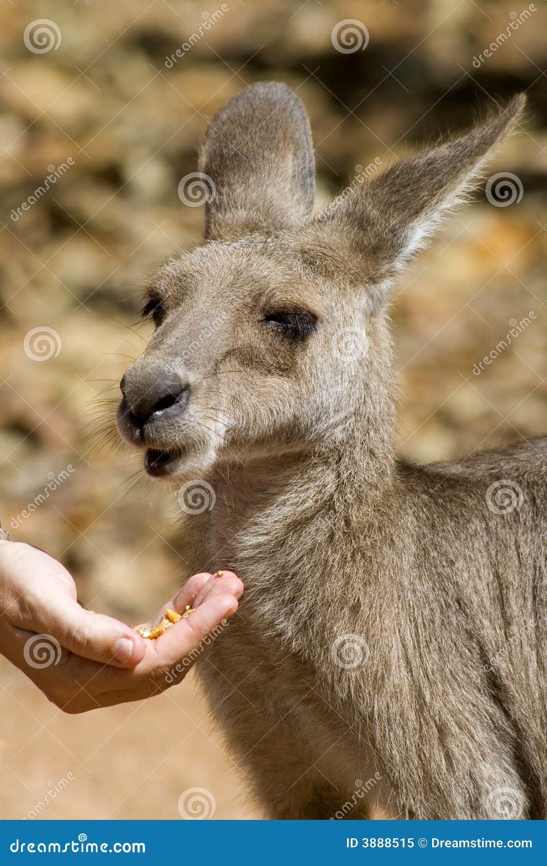 Feeding a Kangaroo stock image. Image of kangaroo, marsupial 3888515