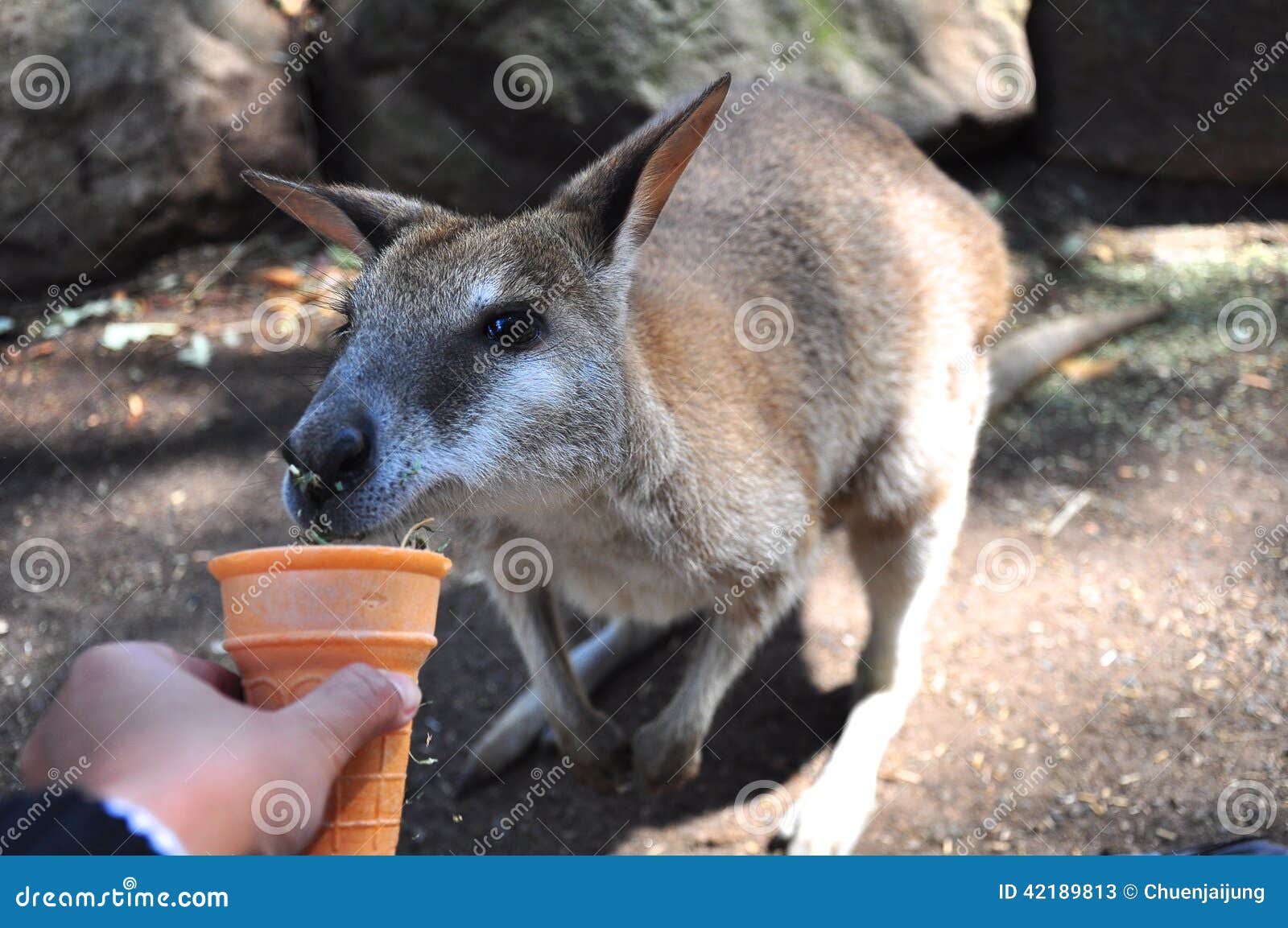 Feeding a kangaroo stock image. Image of eyes, feeding 42189813