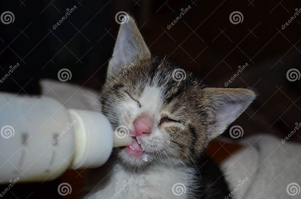 Feeding kitten with nipple stock photo. Image of eating 64562620