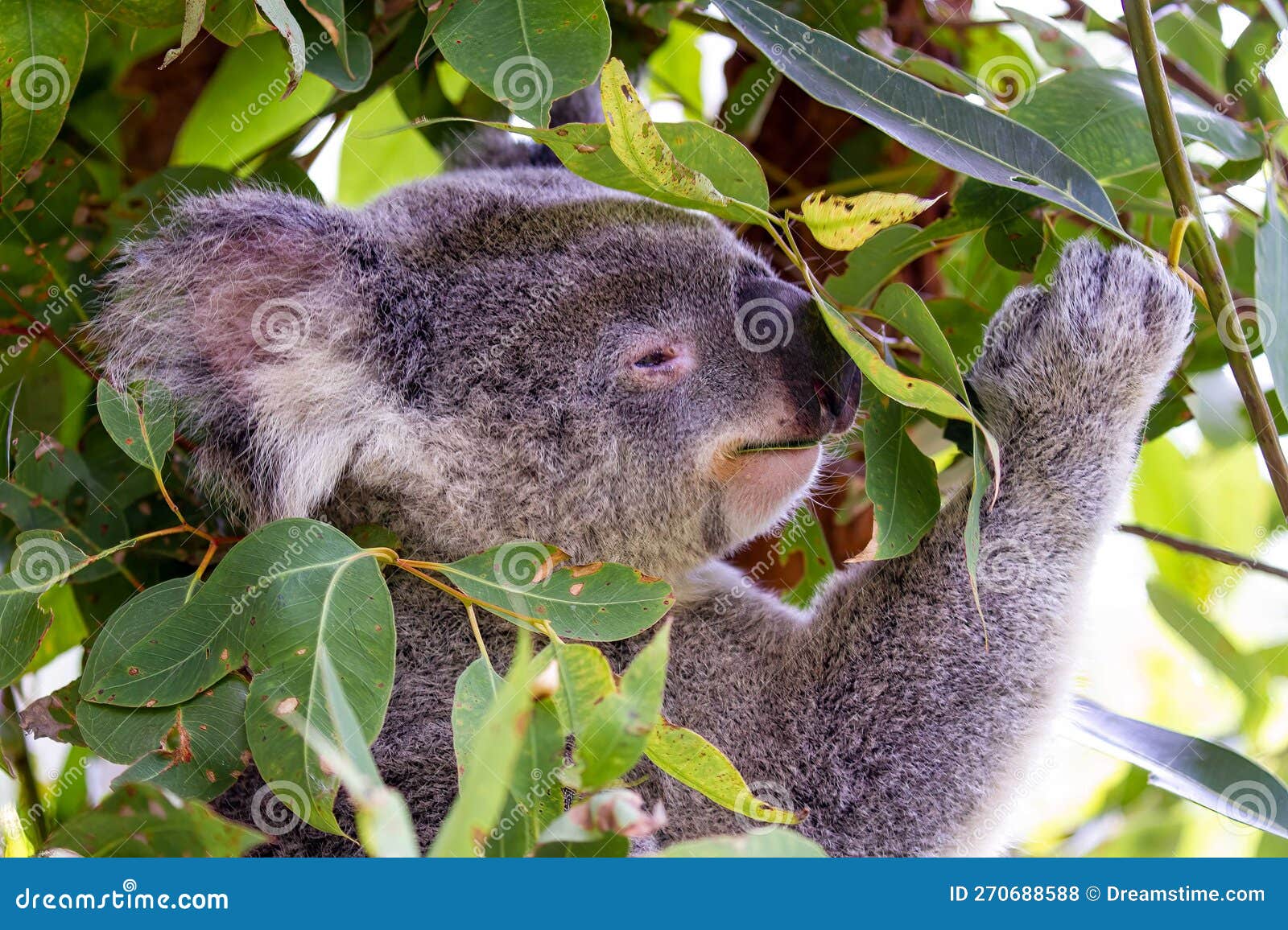 Feeding Koala bear in tree stock photo. Image of eating 270688588
