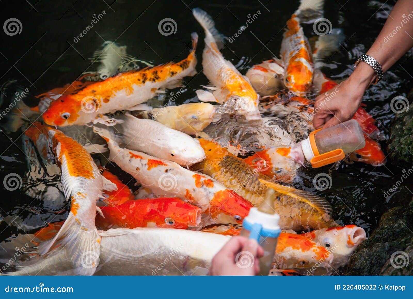 Feeding Koi Fish From A Baby Bottle Stock Photo Image Of Fish Multi