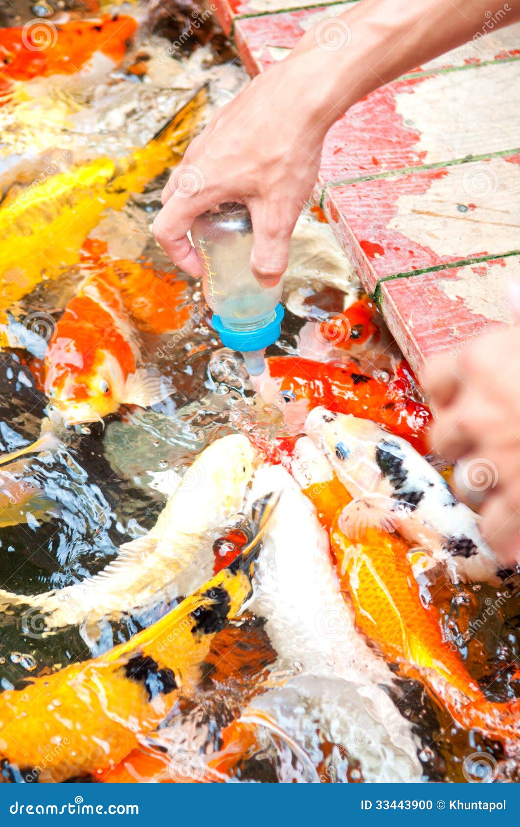 Feeding Koi Fish with Milk Bottle Stock Photo Image of hobby, asia