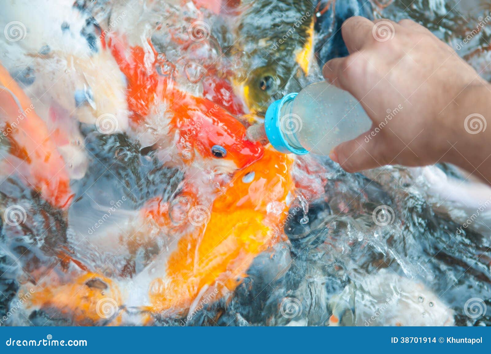 Feeding Koi Fish with Milk Bottle Stock Photo Image of asian, feed