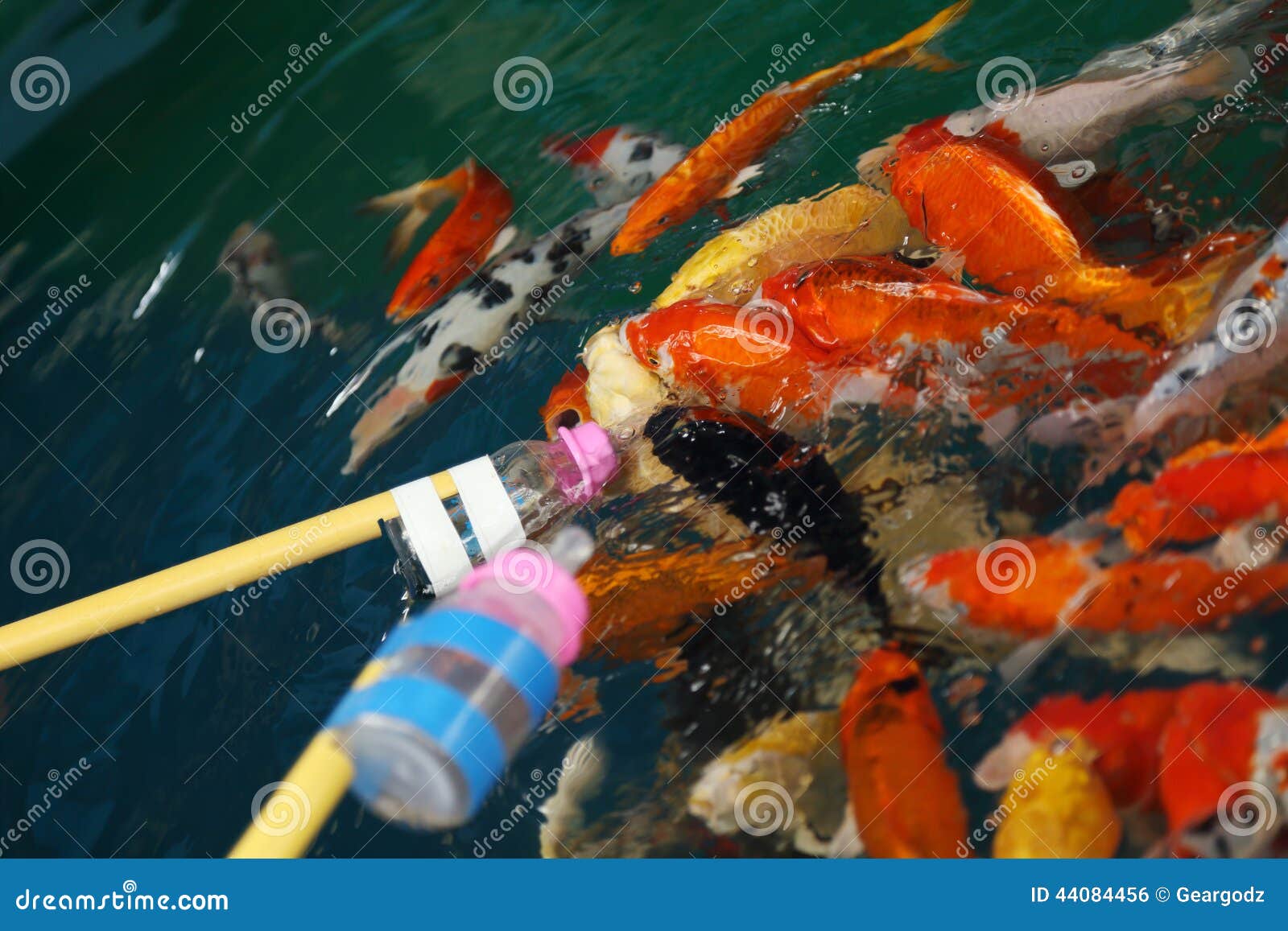 Feeding Koi Fish with Milk Bottle Stock Photo Image of natural, asian
