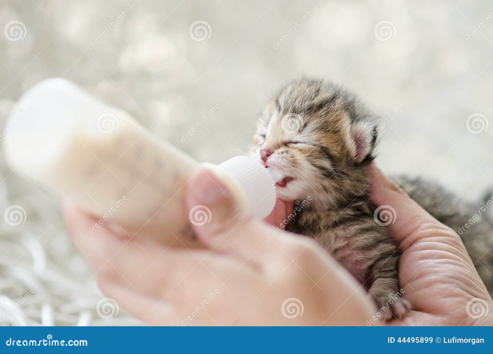 feline milk replacer