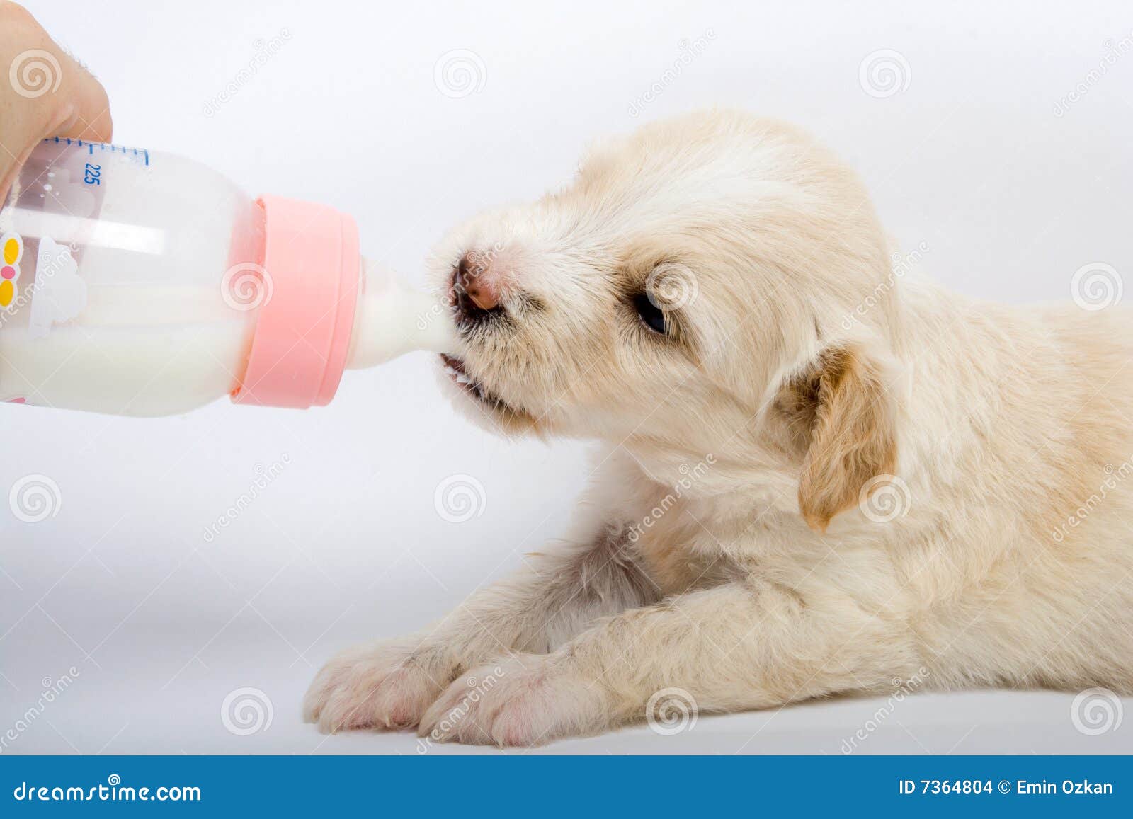 can pitbulls drink milk