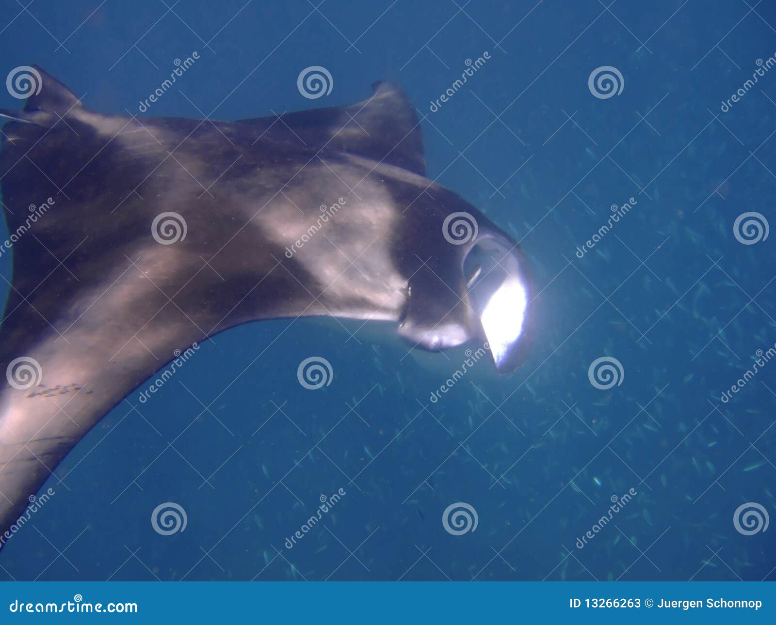 Feeding Manta Ray, Maldives Stock Image - Image of atoll, birostris