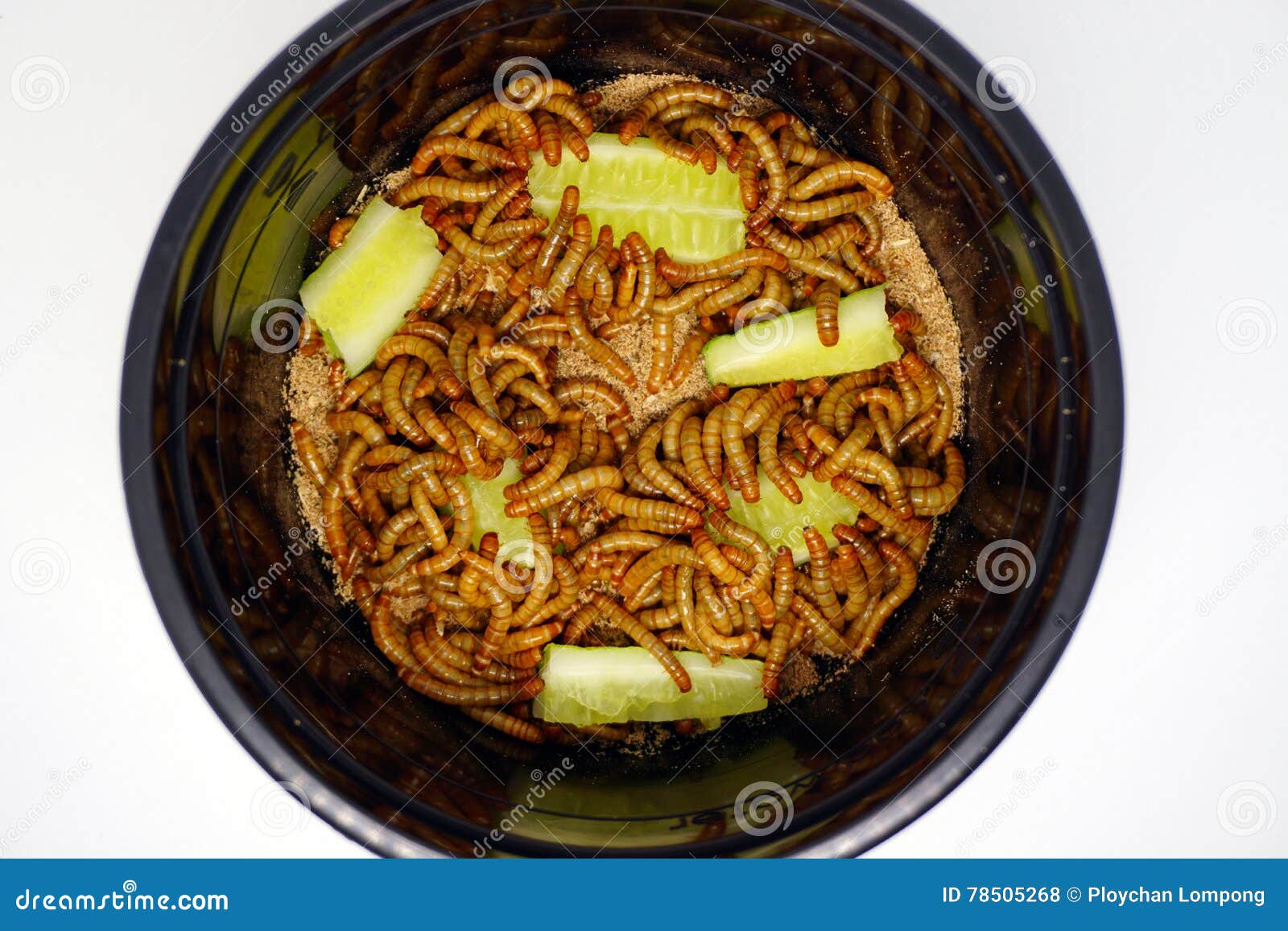 Feeding mealworms stock photo. Image of insects, cucumber 78505268