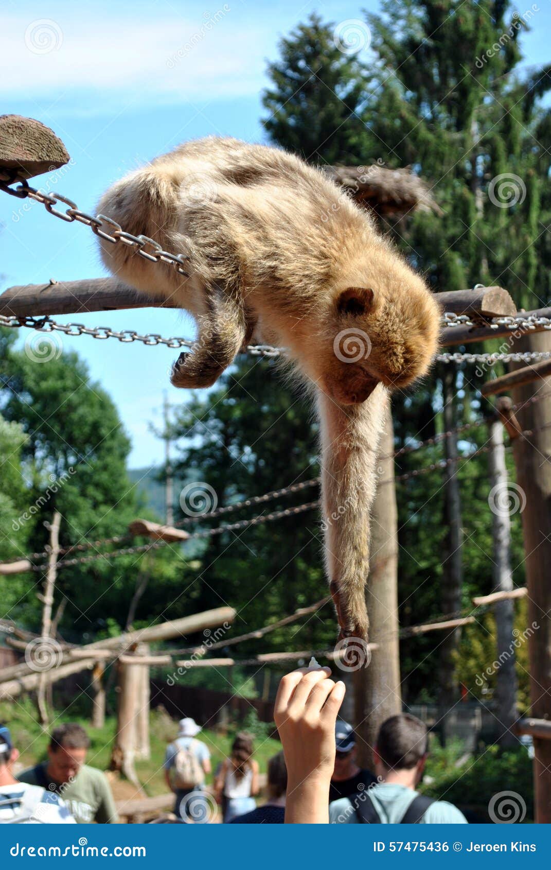 Feeding monkeys at the zoo stock photo. Image of woman 57475436