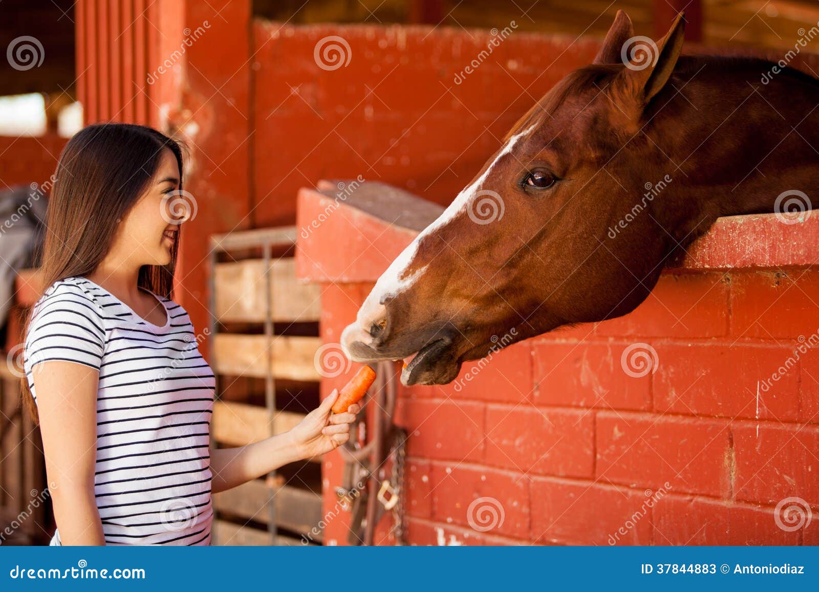 Feeding My Horse Some Carrots Stock Image Image of nature, equestrian 37844883