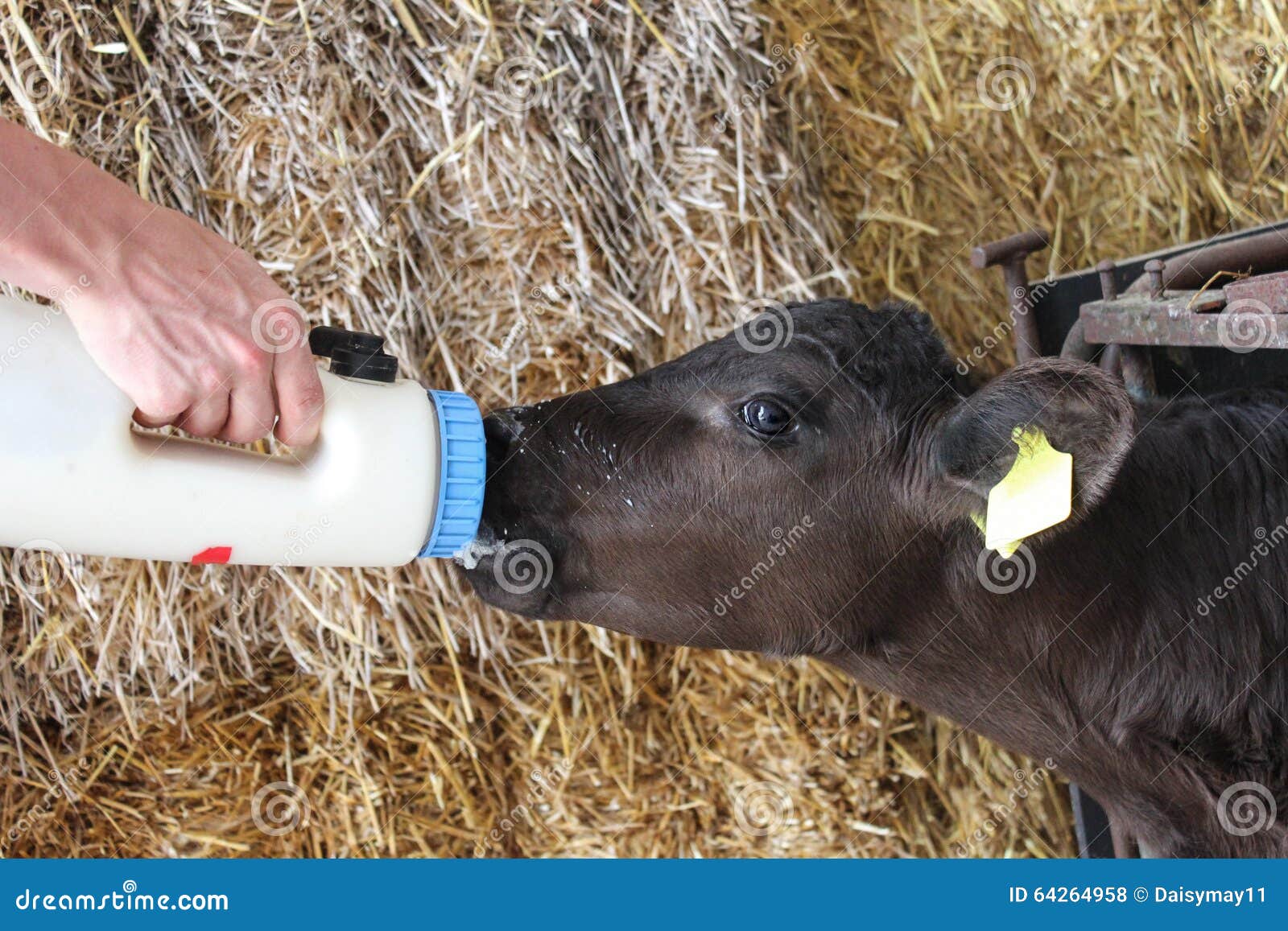 feeding orphan baby calf