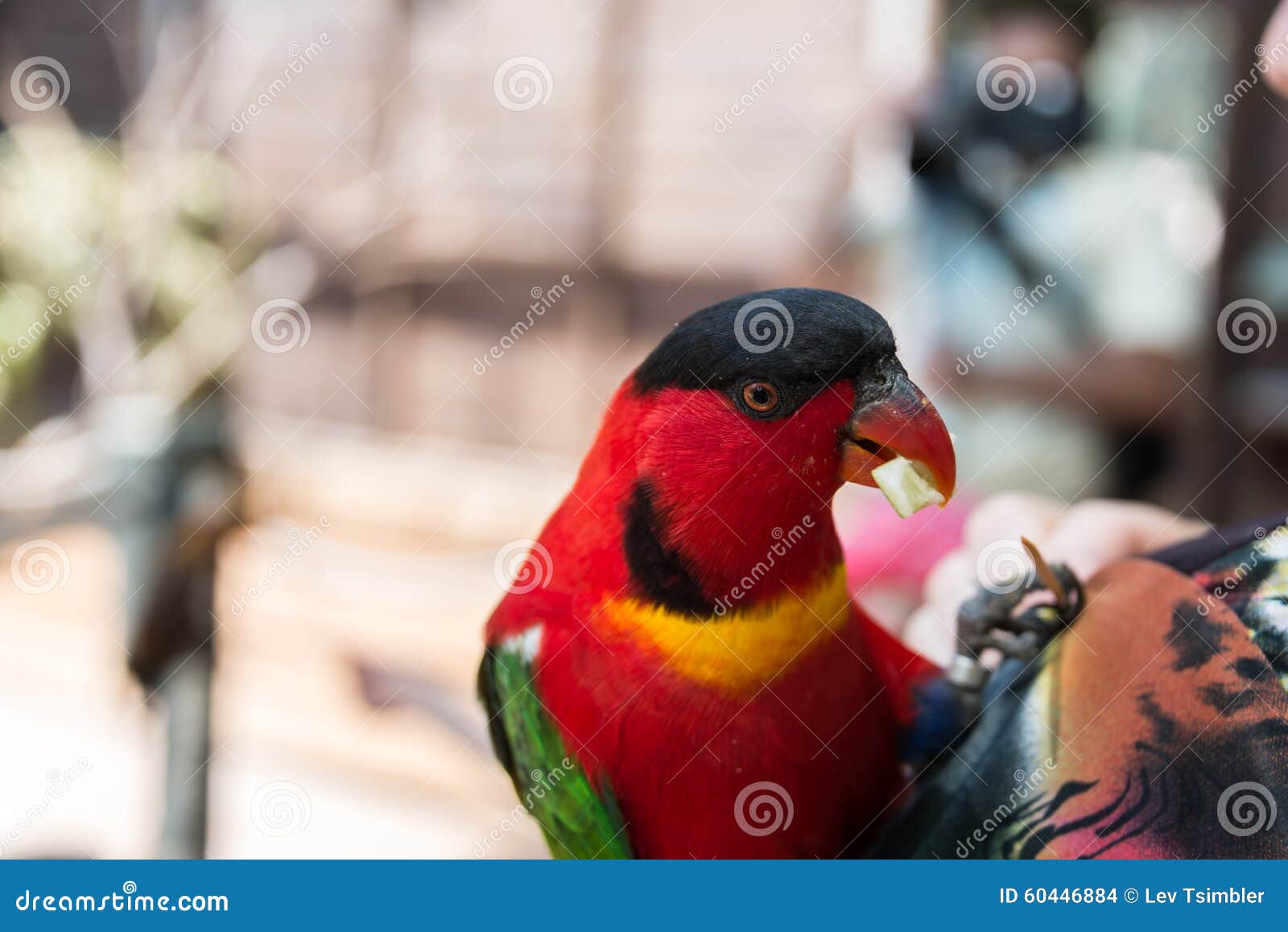 Feeding Parrots at Gan Garoo Stock Photo Image of colorful, park