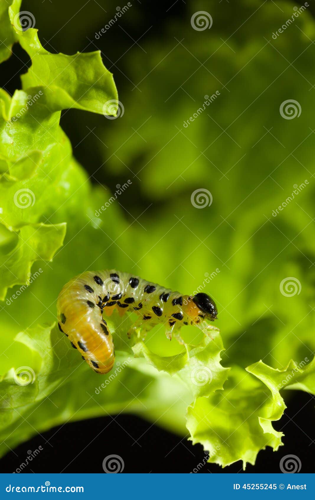 Feeding pest caterpillar stock image. Image of pieris 45255245