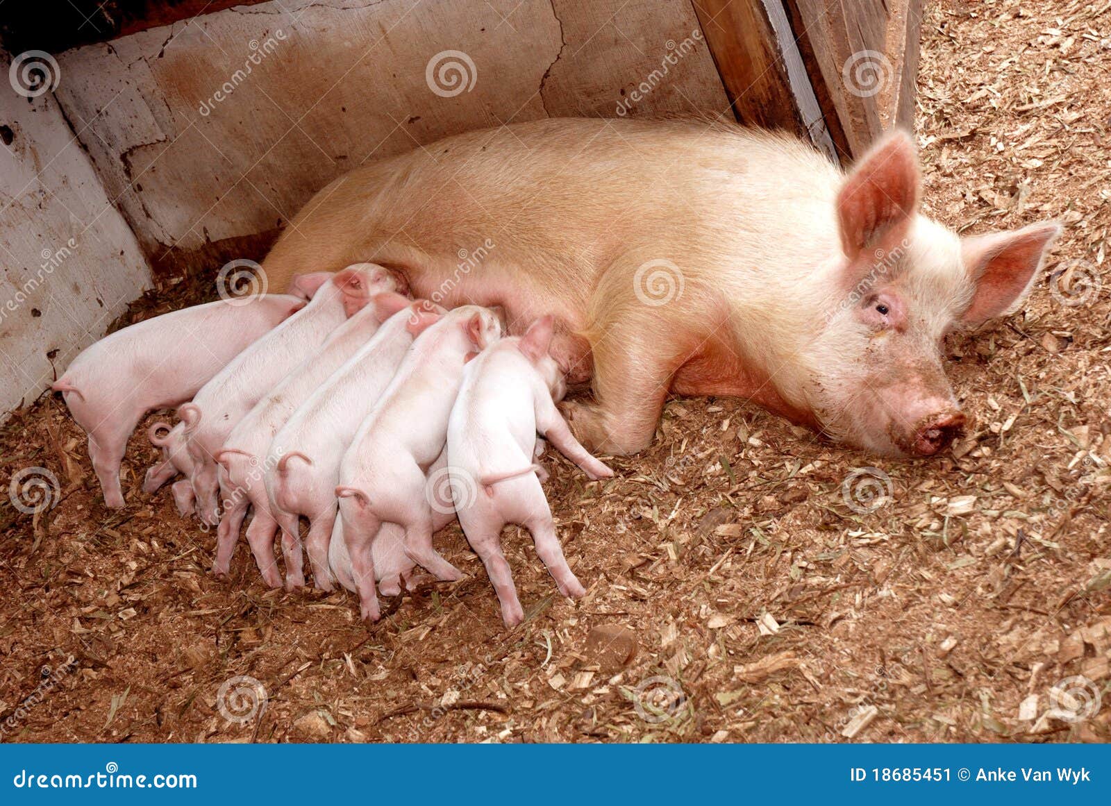 mother pig clipart - photo #42