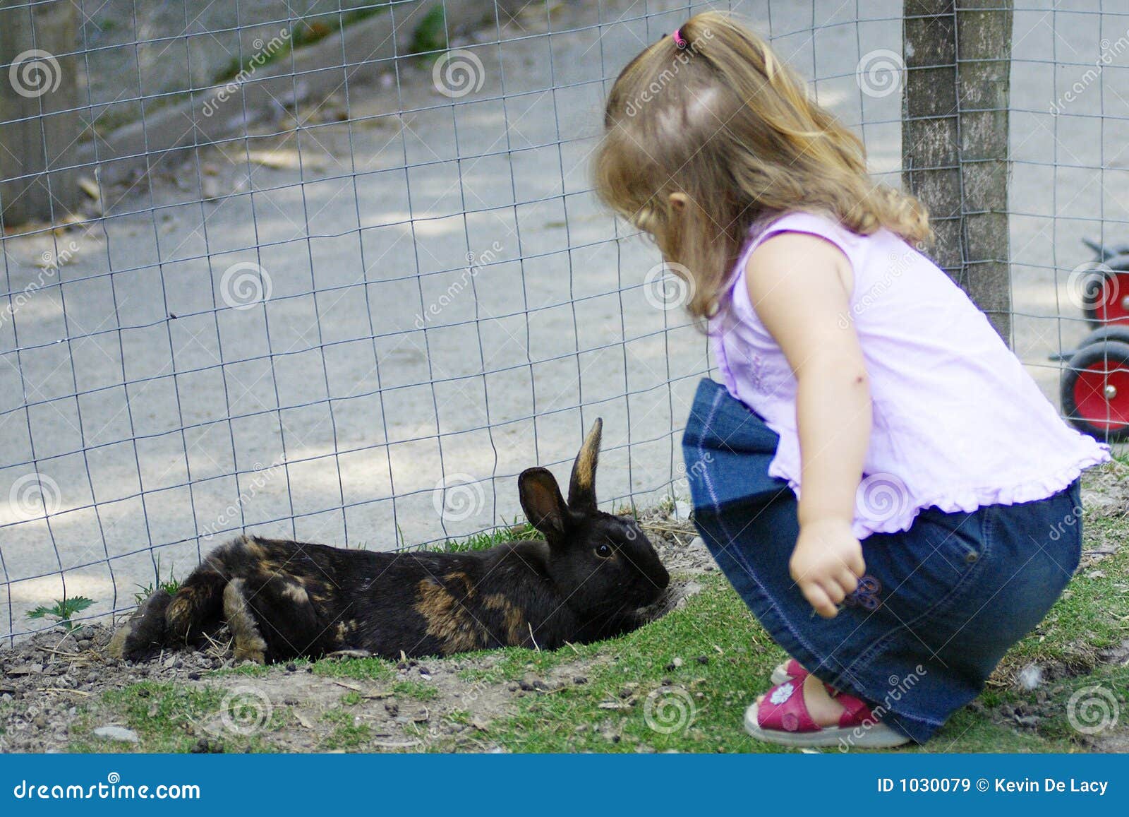 Feeding the Rabbit stock image. Image of teach, play