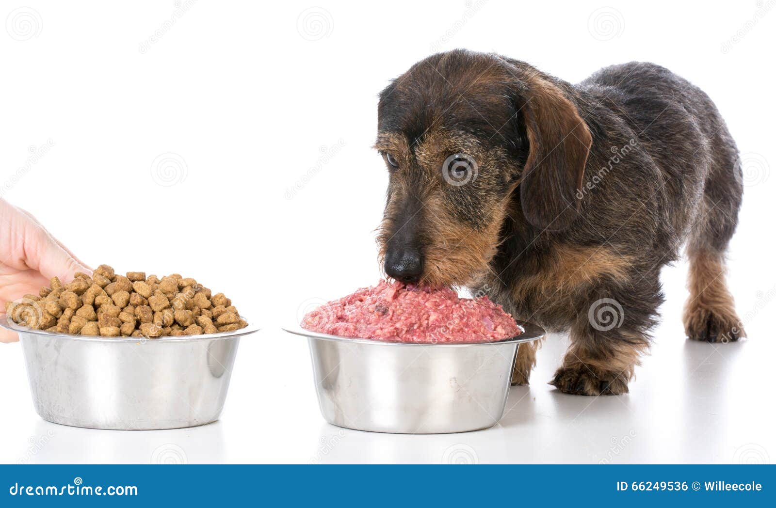raw and kibble